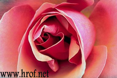 oh quelle belle fleur