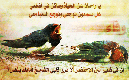 Abdel